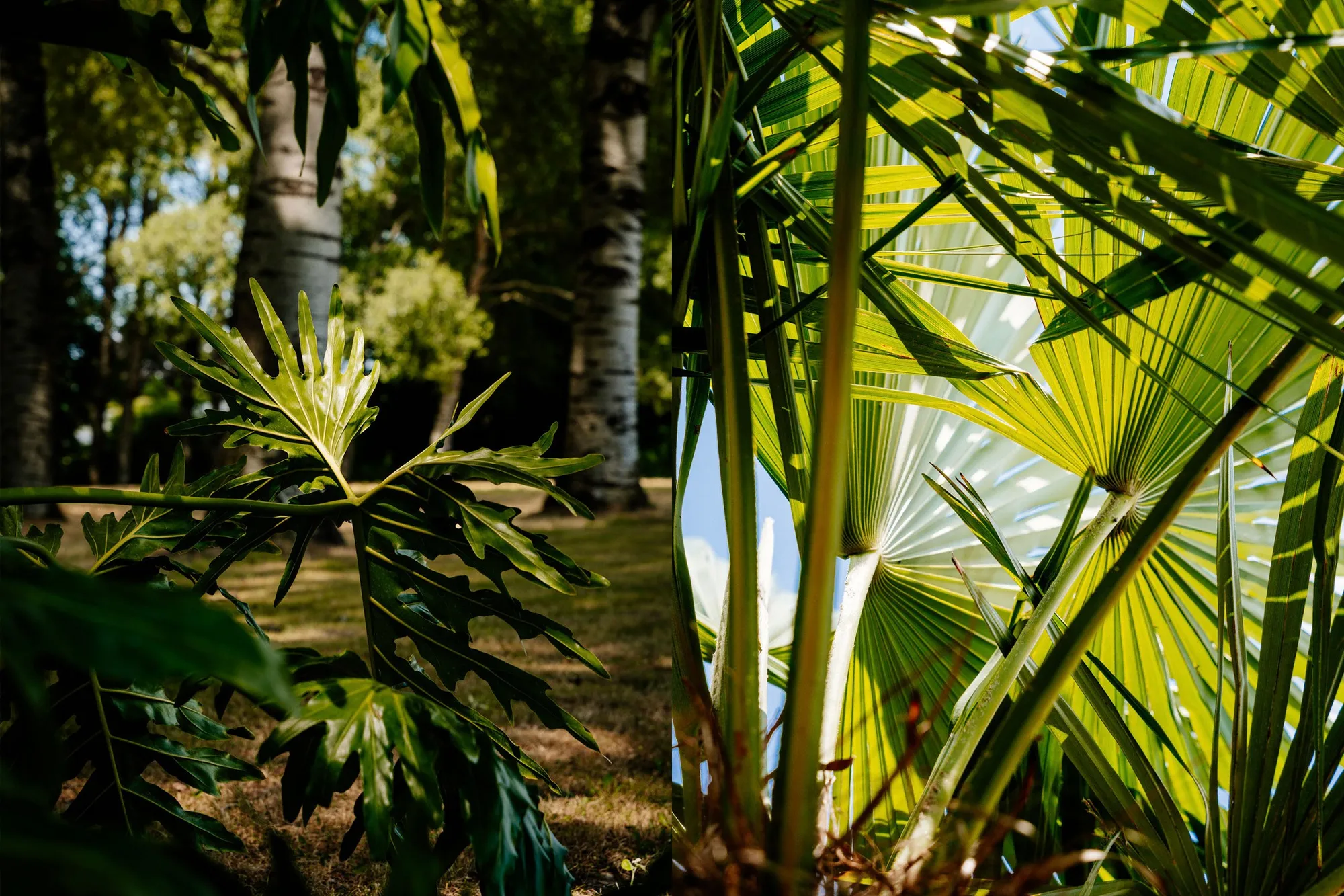 FESTIVAL GREENERY PRODUCT SHOOT, PALMCITY